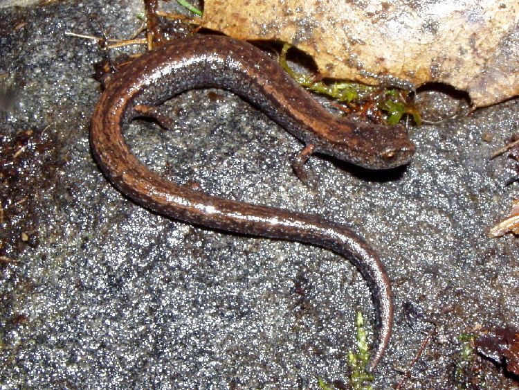 Image of Kings River Slender Salamander