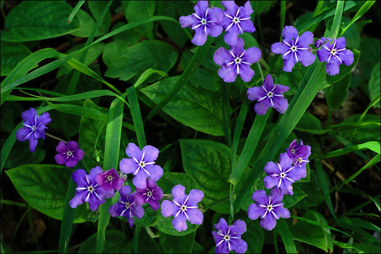 Omphalodes verna Moench的圖片