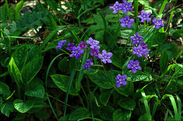 Image of blue-eyed-Mary