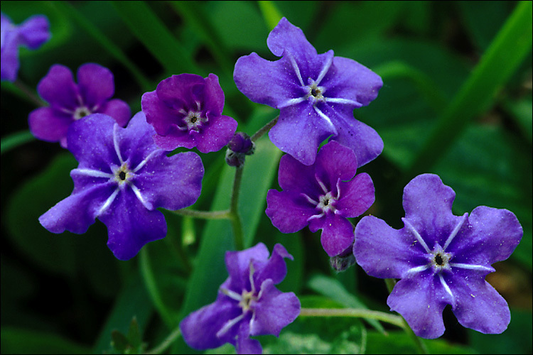 Image of blue-eyed-Mary