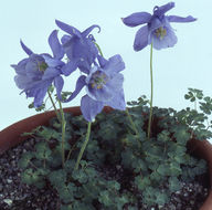 Image of Aquilegia bertolonii Schott