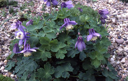 Aquilegia glandulosa Fisch.的圖片