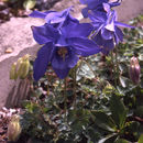 Image of Jones' columbine