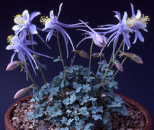 Imagem de Aquilegia scopulorum Tidestrom