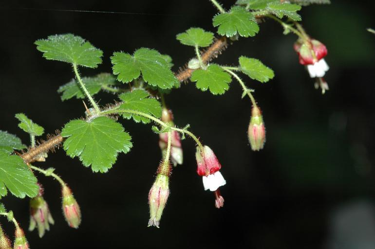 Image de Ribes sericeum Eastw.