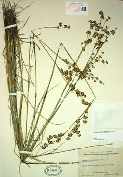 Image of longleaf rush