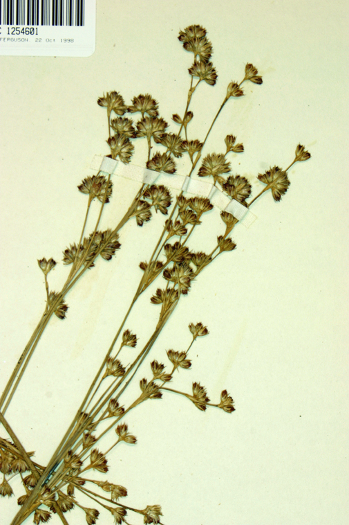 Image of longleaf rush