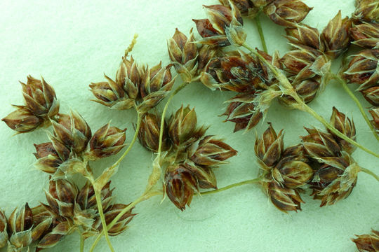 Image of smallflowered woodrush