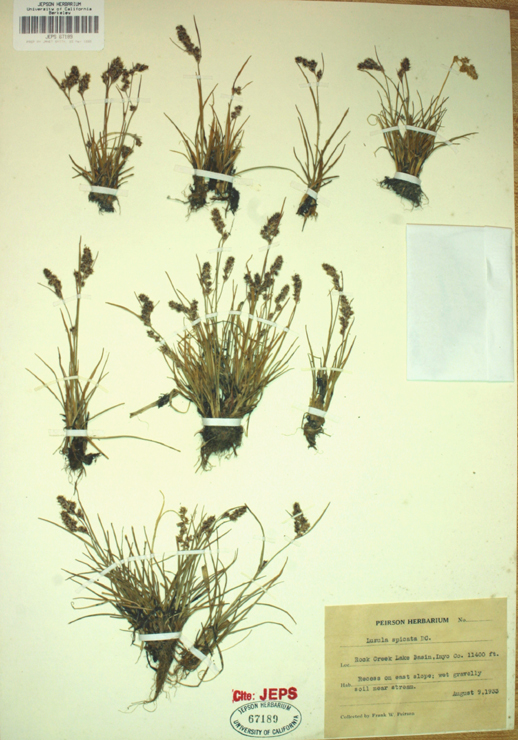 Image of Spiked Wood-Rush