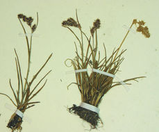 Image of Spiked Wood-Rush