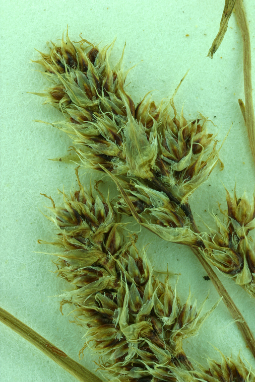 Image of Spiked Wood-Rush