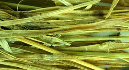 Image of Spiked Wood-Rush