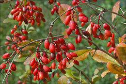 Image of Common Barberry