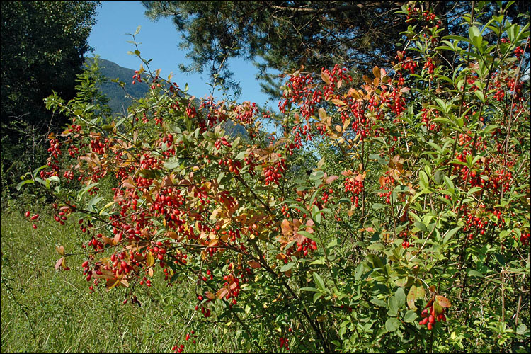 Image of Common Barberry