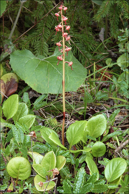 Plancia ëd Pyrola rotundifolia L.