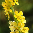 Imagem de Agrimonia eupatoria L.