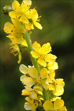 Imagem de Agrimonia eupatoria L.