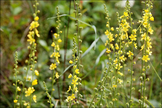 Image of Agrimony