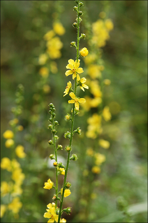 Image of Agrimony