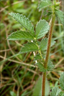 Image of Agrimony