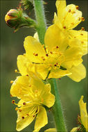 Image of Agrimony