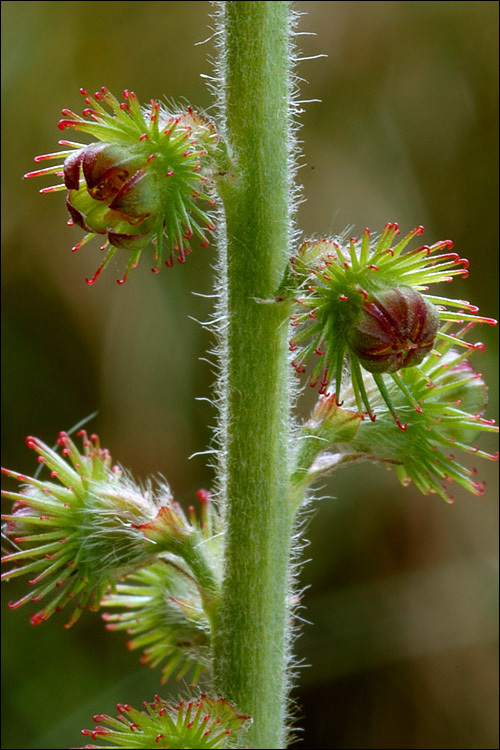 Image of Agrimony