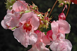 Image of Himalayan balsam