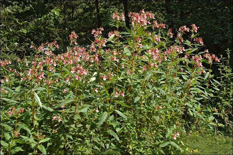 Image of Himalayan balsam