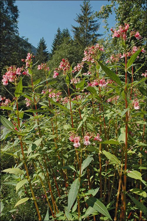 Image of Himalayan balsam