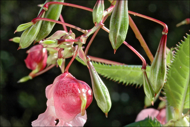 Image of Himalayan balsam