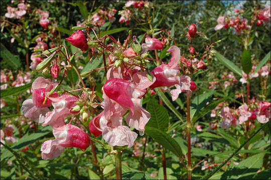 Image of Himalayan balsam