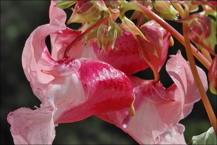 Image of Himalayan balsam