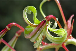 Image of Himalayan balsam