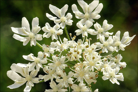 Plancia ëd Heracleum sphondylium L.