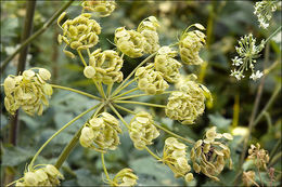 Plancia ëd Heracleum sphondylium L.