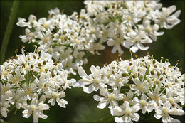 Plancia ëd Heracleum sphondylium L.