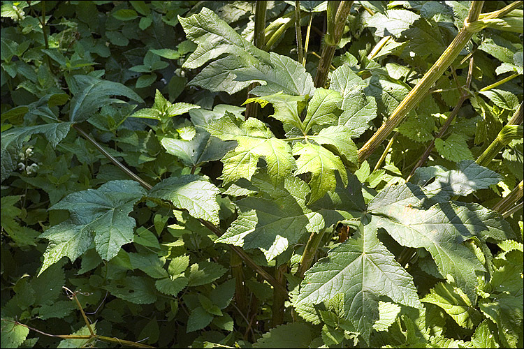 Plancia ëd Heracleum sphondylium L.