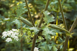 Plancia ëd Heracleum sphondylium L.