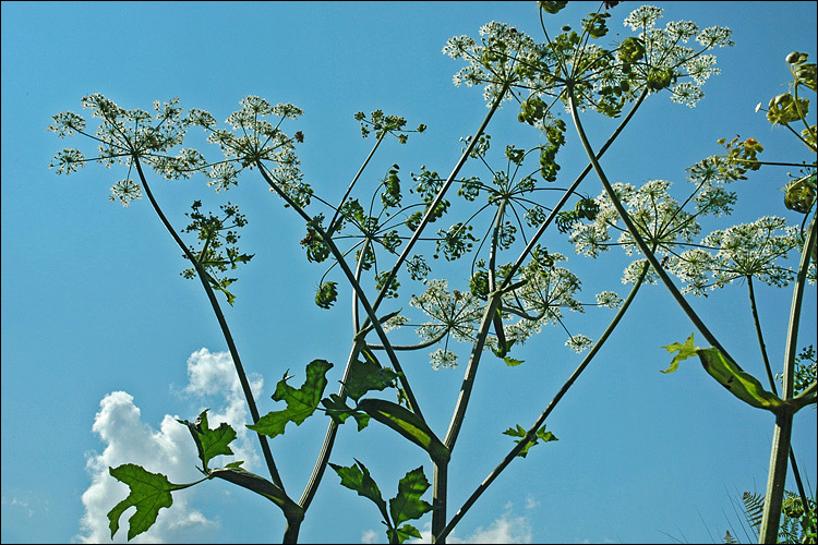 Plancia ëd Heracleum sphondylium L.