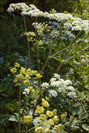 Plancia ëd Heracleum sphondylium L.