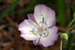 Calochortus nudus S. Watson的圖片