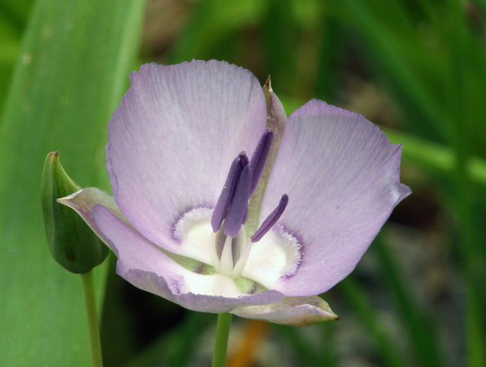 Calochortus nudus S. Watson的圖片