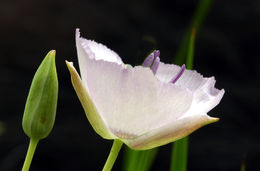 Calochortus nudus S. Watson的圖片