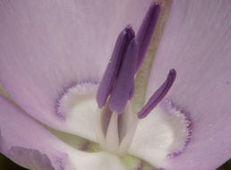 Calochortus nudus S. Watson的圖片