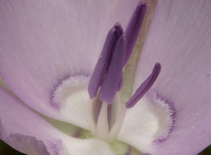 Calochortus nudus S. Watson的圖片