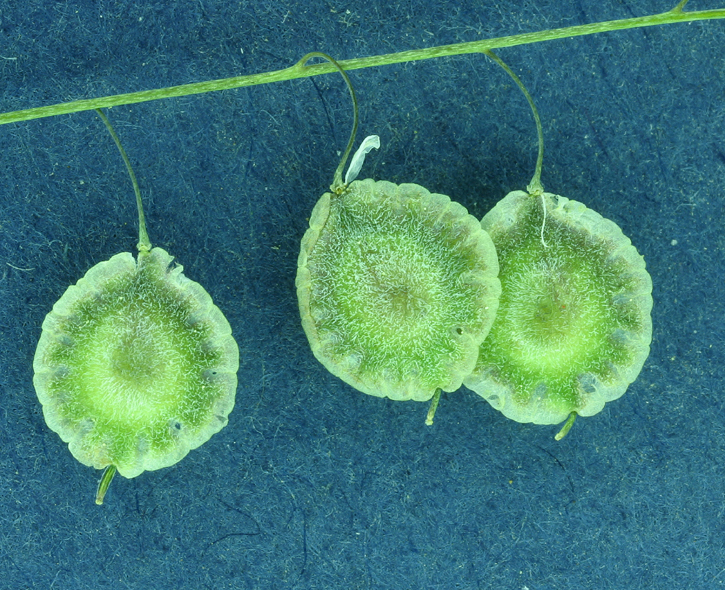 Image of sand fringepod