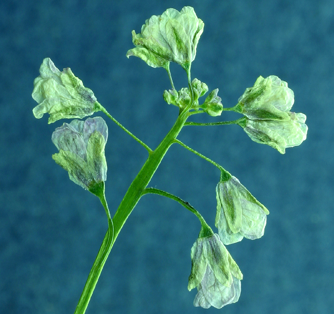 Image of sand fringepod