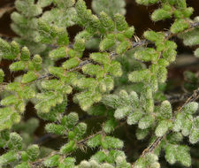 Image of <i>Cheilanthes gracillima</i>