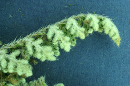 Image of <i>Cheilanthes gracillima</i>