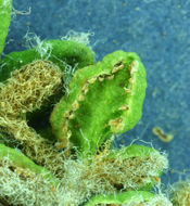 Image of <i>Cheilanthes gracillima</i>